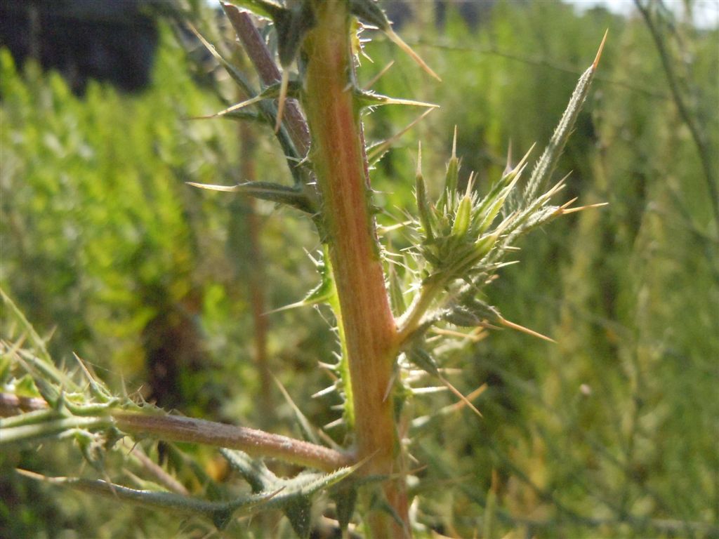 Cirsium vulgare